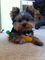 Navidad regalo yorkshire terrier miniaturas y toys con pedigri