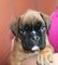 Preciosos bullmastiff machos y hembras bullmastiff machos