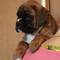 Preciosos bullmastiff machos y hembras bullmastiff machos