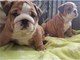 Preciosos cachorros de bulldog inglés disponibles ahora han sido