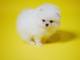 Puppydiamond criadero exclusivo de chihuahua,bichon maltes,lulu