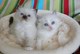 Purebred ragdoll gatitos disponibles ahora