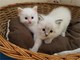 Ragdoll Kittens - Foto 1