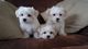 Regalo Adorable maltés cachorros disponibles - Foto 1