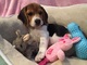 Regalo adorables cachorros beagle
