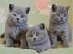 Regalo de british shorthair gatitos