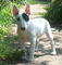 Regalo deslumbrante bull terrier cachorros - Foto 1