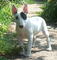 Regalo deslumbrante bull terrier cachorros