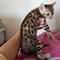 Regalo fantástico gatitos de Bengala - Foto 1