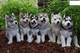 Regalo hermosos cachorros de husky siberiano