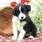 Regalo impresionante border collie cachorros