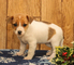 Regalo maravilloso jack russell cachorros