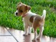 Regalo maravilloso jack russell cachorros