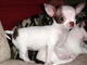 REGALO Navidad Chihuahua Para Adopcion - Foto 2