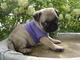 Regalo querido pug cachorros