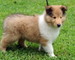 Se vende cachorros shetland sheepdog o shelties - Foto 1