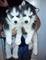 Se venden cachorritos husky siberiano