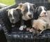 Se venden cachorros de american bully navidad