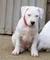 Se venden cachorros de dogo argentino nacidos navidad - Foto 1