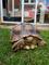 Sulcata tortuga disponible para su adopción