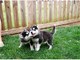 Súper calidad Pomsky Pups - Foto 1