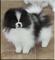Teacup Shorkie (Shih Tzu / Yorkie) Cachorros para la adopción - Foto 1