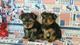 Yorkie Puppies listo para nuevas casas - Foto 3