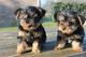 Yorkie Puppies listo para nuevas casas - Foto 4