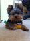 Yorkshire terrier toy