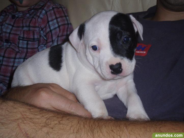 Calzini Da Uomo Felici Bull Terrier Inglese Vintage Harajuku