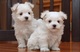 2 regalo mini toy cachorros bichon maltes
