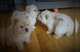3 Regalo cachorros presiosos de chow chow - Foto 1