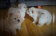 3 regalo cachorros presiosos de chow chow