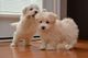 Absolutamente precioso coton de tulear puppies