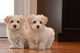 Absolutamente precioso Coton De Tulear Puppies - Foto 2