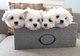 Bichon maltes toy y pequeños - Foto 1