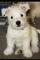 Cachorritos west highland white terrier