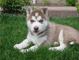 Cachorro husky