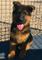 Cachorro pastor alemán de pura raza de 2 meses - Foto 1