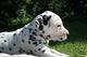 Cachorros dalmata - Foto 1