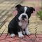 Cachorros de boston terrier la mejor mascota doméstica