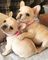 Cachorros de Fawn French Bulldog excepcionales disponibles ahora - Foto 1