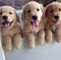 Cachorros Golden Retriever macho y hembra disponibles - Foto 1