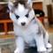 Cachorros Husky Siberiano de Ojos Azules - Foto 1