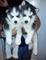 Cachorros Siberian Husky registrados y vacunados regalo - Foto 1