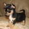 Chihuahua cachorro super pequeño - Foto 1