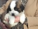 Dos top class saint bernard cachorros disponibles