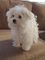 Fabulosa camada bichón maltés de padres con pedigree