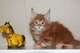 Gatitos maine coon. . . espectaculares!!regalo