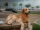 Gratis Golden Retriever cachorros - Foto 1